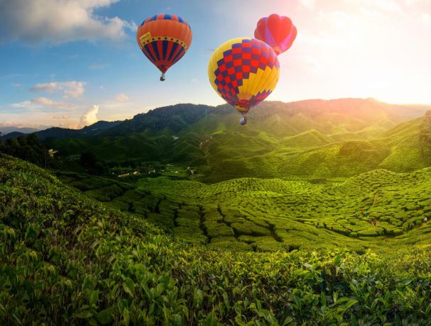 Hot air balloons float over Cameron Highlands' scenic tea plantations.